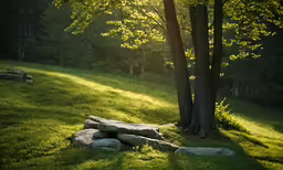 the light is shining through the trees and grass