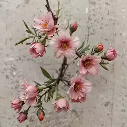 pink flowers that are standing in the dirt