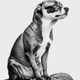 a black and white photo of a dog on a horse