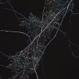 a branch with a lot of light on it