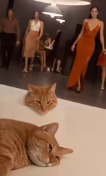 two cats laying on a white floor with a group of people in the background