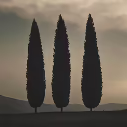 three trees on the side of a hill under an overcast sky