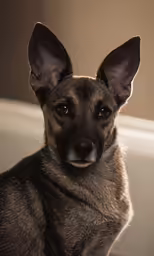 the dog is sitting looking at the camera