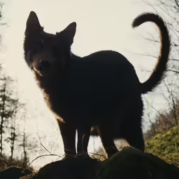 an image of a black dog standing on the ground