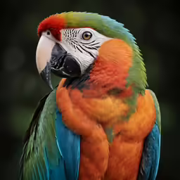 an animal that is looking at the camera
