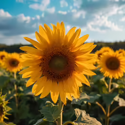 the sunflower is standing tall and ready for a bloom