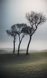 three trees in a field with clouds over them