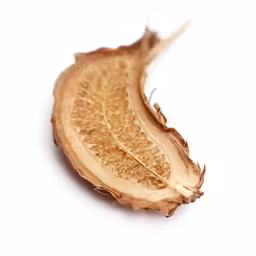 the underside of an onion with brown spots