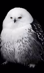 a large owl sitting on a table with black background
