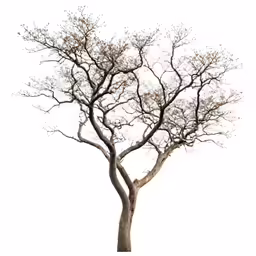 the branch of a small tree with lots of leaves