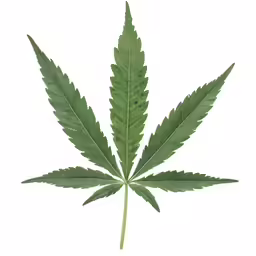 the marijuana leaf is in the air and is very bright