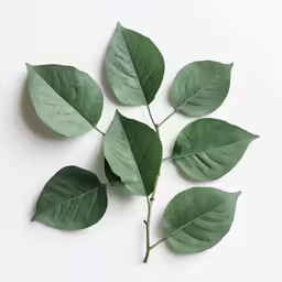 leafy branches on white surface with copy - space