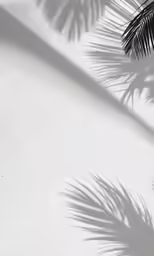 this is the shadow from the top of some palm trees