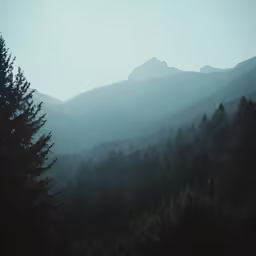 a scenic view from the edge of a forest