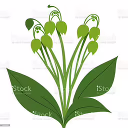 a bunch of green leaves on a white background royalty,some green flowers with leaves and stems