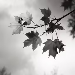 a branch with autumn leaves and the sky behind it