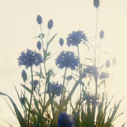 some pretty flowers that are growing near the grass
