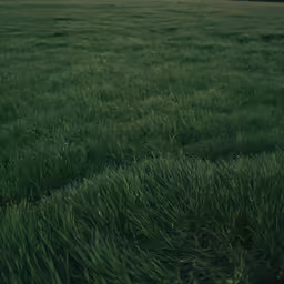 an area of land that is covered in grass