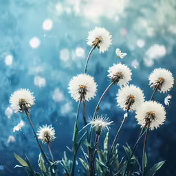 a close up of white flowers near a blue sky