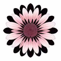 a black and pink flower in the center,a large white and pink flower with black centers