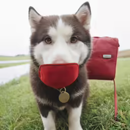 a dog poses with its mouth in a red case