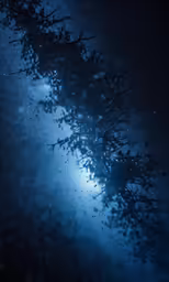 the stars shine bright in the night sky
