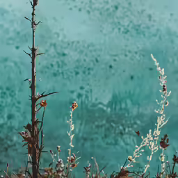 the brown and white plants are near the water