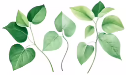 several leaves are arranged together on a white background
