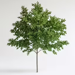 a small tree on a white background