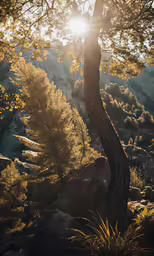 a sun peeking through the trees of some mountains
