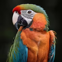 a parrot sitting on a wooden branch with its wing out