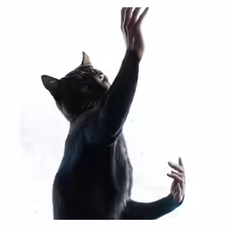 a cat reaching up for something with his paws