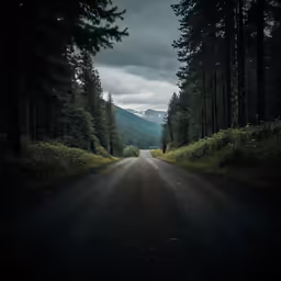 the gravel road goes into the distance between tall trees