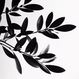 a black and white photo with leaves