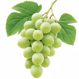 grapes hanging from a branch with green leaves