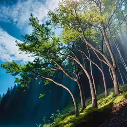 a painting with some trees that are casting light on the sun