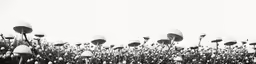 black and white photograph of flowers in front of white sky