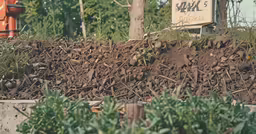 the yard is full of the dirt and plants