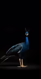 the large peacock is standing on its hind legs