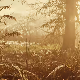 a grassy field covered with trees during the morning