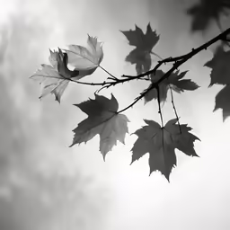 black and white photo of leaves on a tree branch