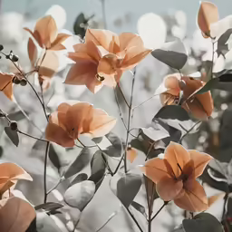 a plant with large orange flowers sitting on top of it