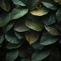 there are several green leaves in this close up shot