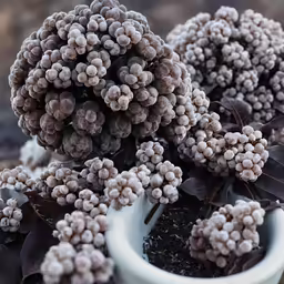 two vases of flowers growing out of soil