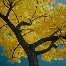 there is a very tall tree with the leaves yellow