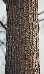 the bark on a tree trunk is brown