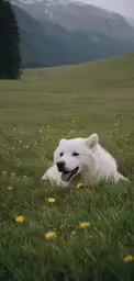 a white dog is sitting on some grass