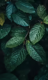 leaf photograph of green leaves covered by rain