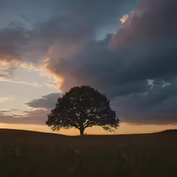 a lone tree stands alone in the distance