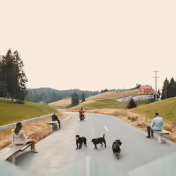 two adults and three small dogs on the road